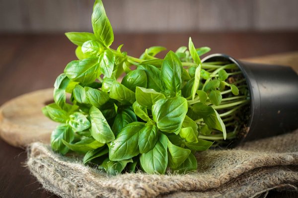Quels sont les bienfaits du basilic ?